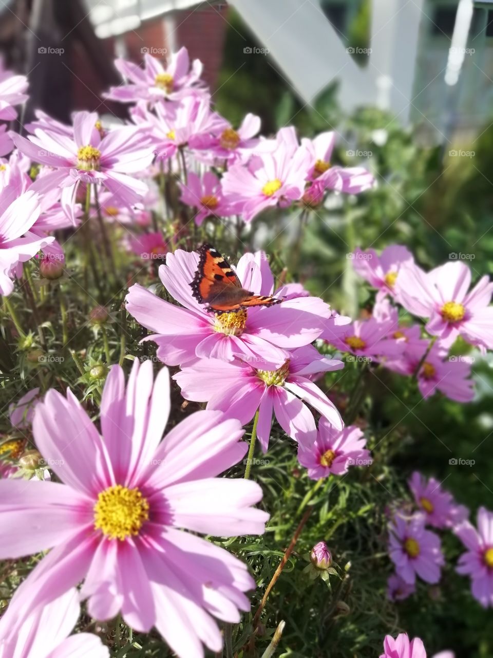 Butterfly and flowers