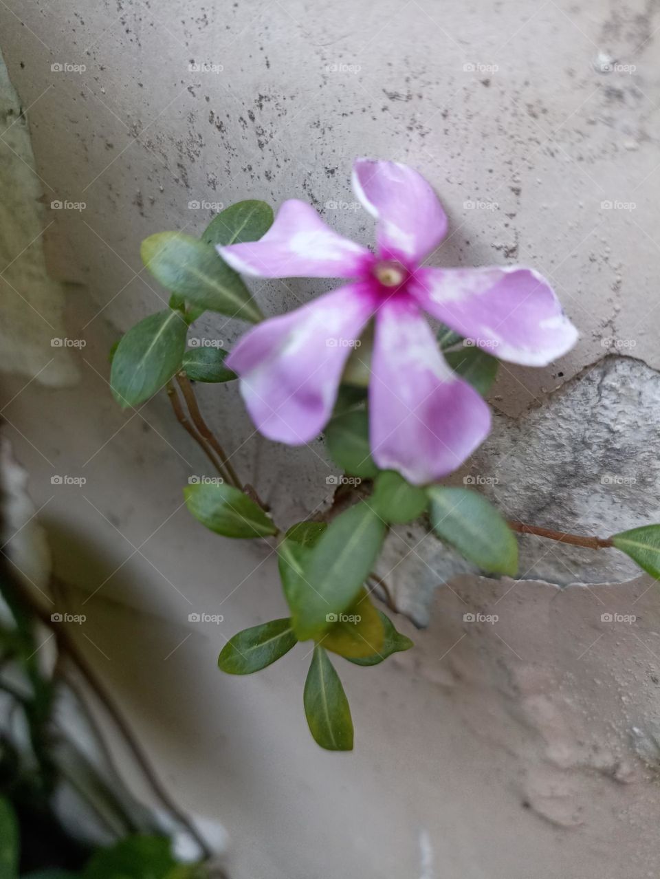 how nature struggles