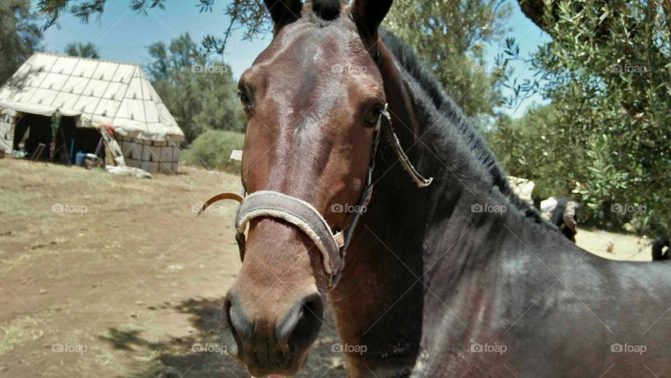 A Brown horse looking at my camera.