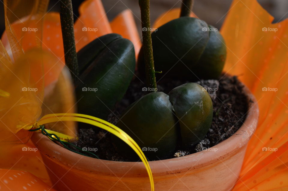 House plants in pots-Castanospermum australe, Moreton Bay Chestnut, Blackbean, Lucky Bean,