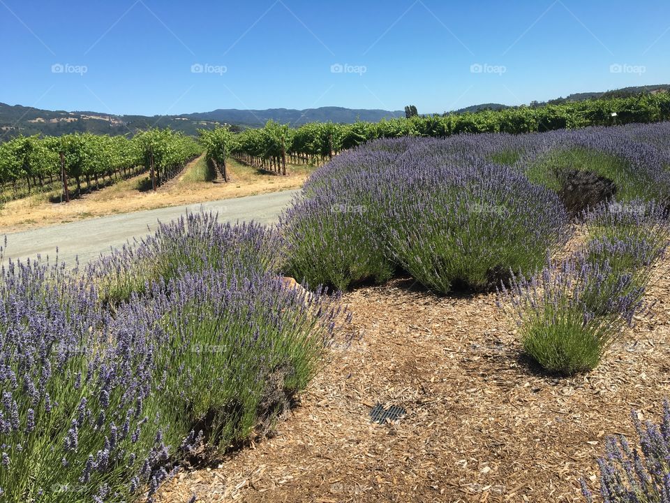 Sonoma valley vines and lavender 