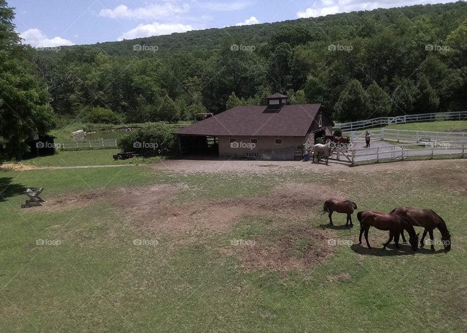 Putting the horses back in the barn