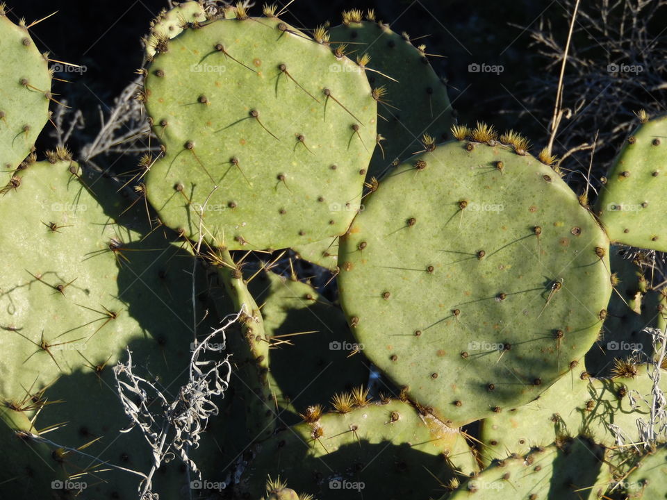 Cacti sunbathing