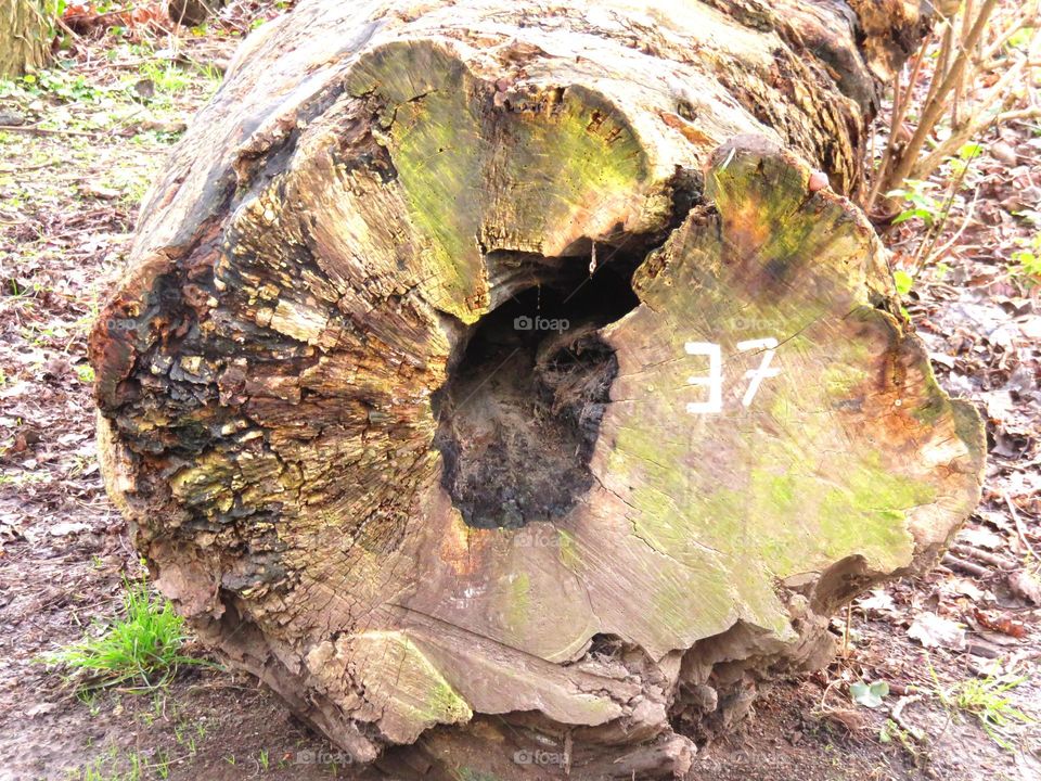 old stump