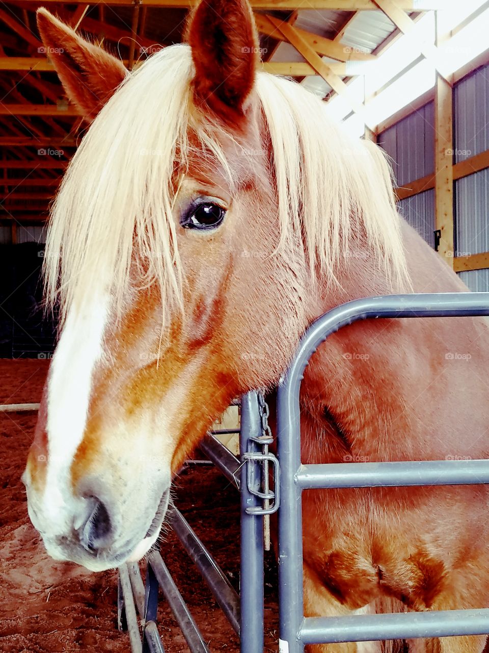 Close-up of pony standing in stable