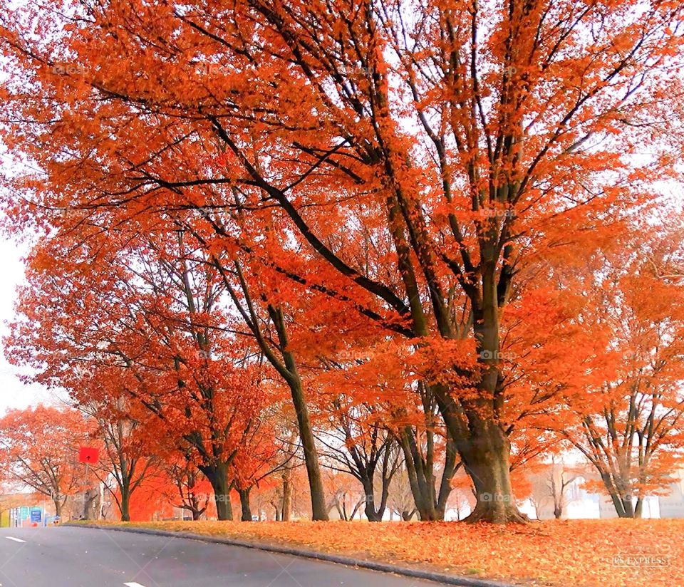 Beautiful fall drive in the park.