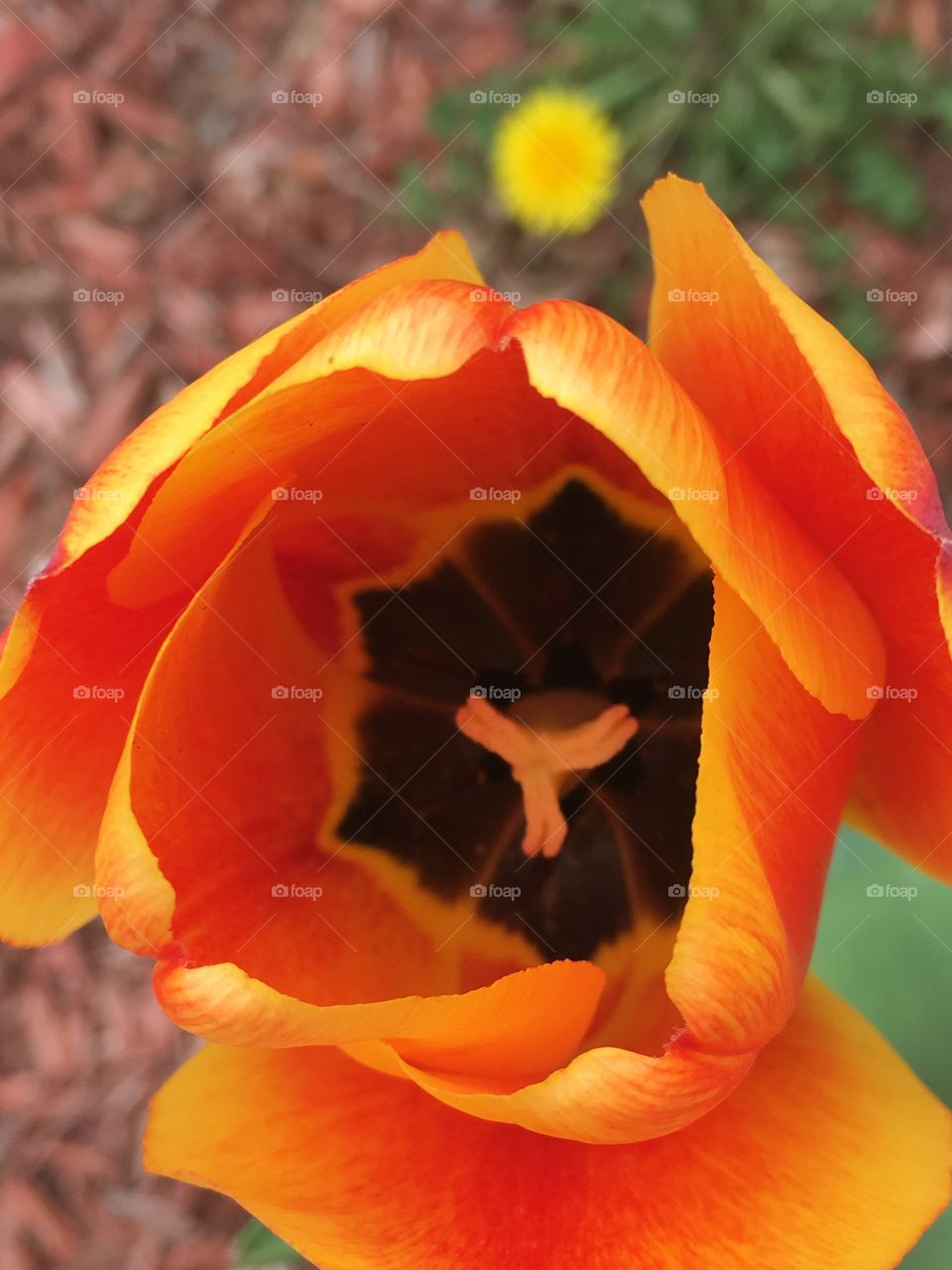 Tulip, into the deep