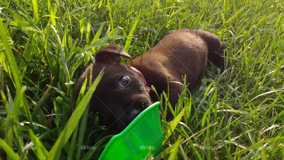 adorable puppy chilling in the cool grass