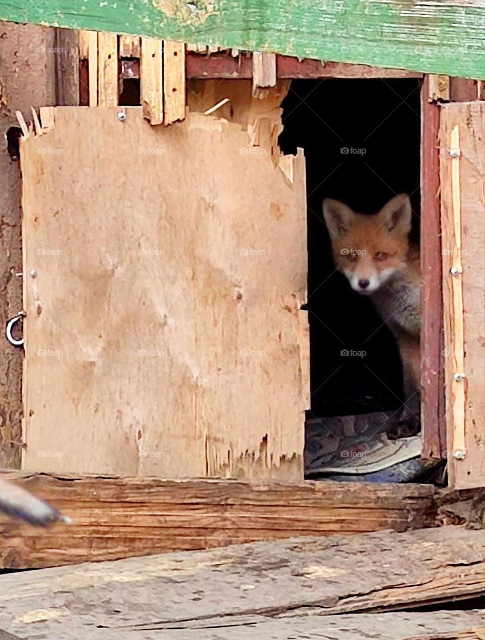 Fear.  An old abandoned house where the fox family settled.  Little fox sits in a shelter and is afraid to go outside