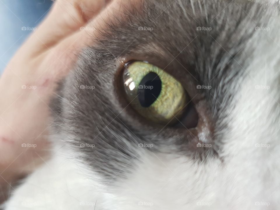cat Eye