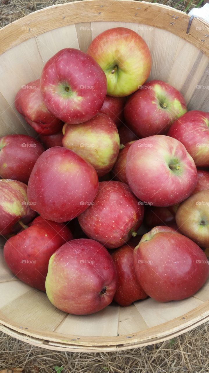 Apples, fruit , red, green 