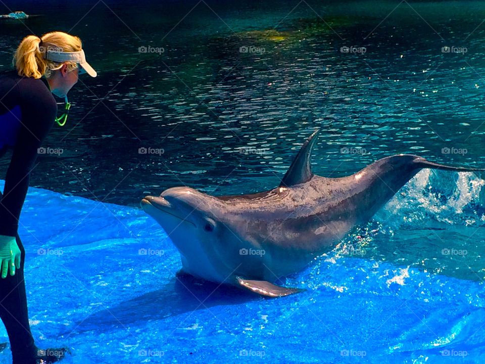 Dolphin and animal trainer at The Mirage Hotel in Las Vegas
