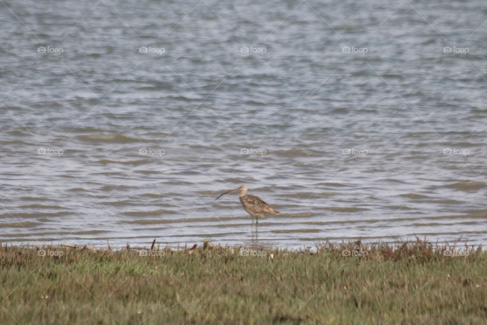 Snowy plover