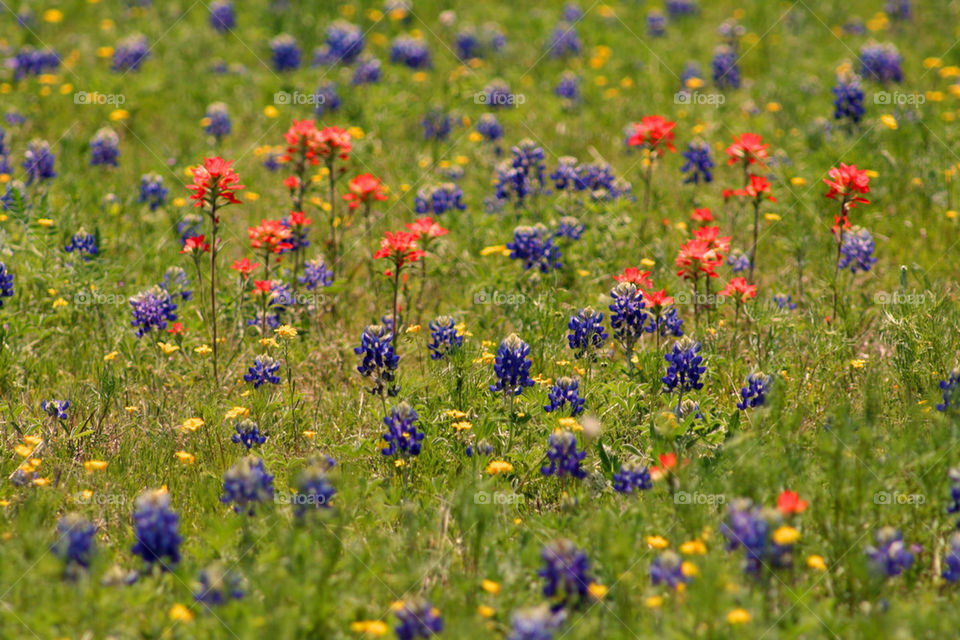 field flower blue orange by mmcook