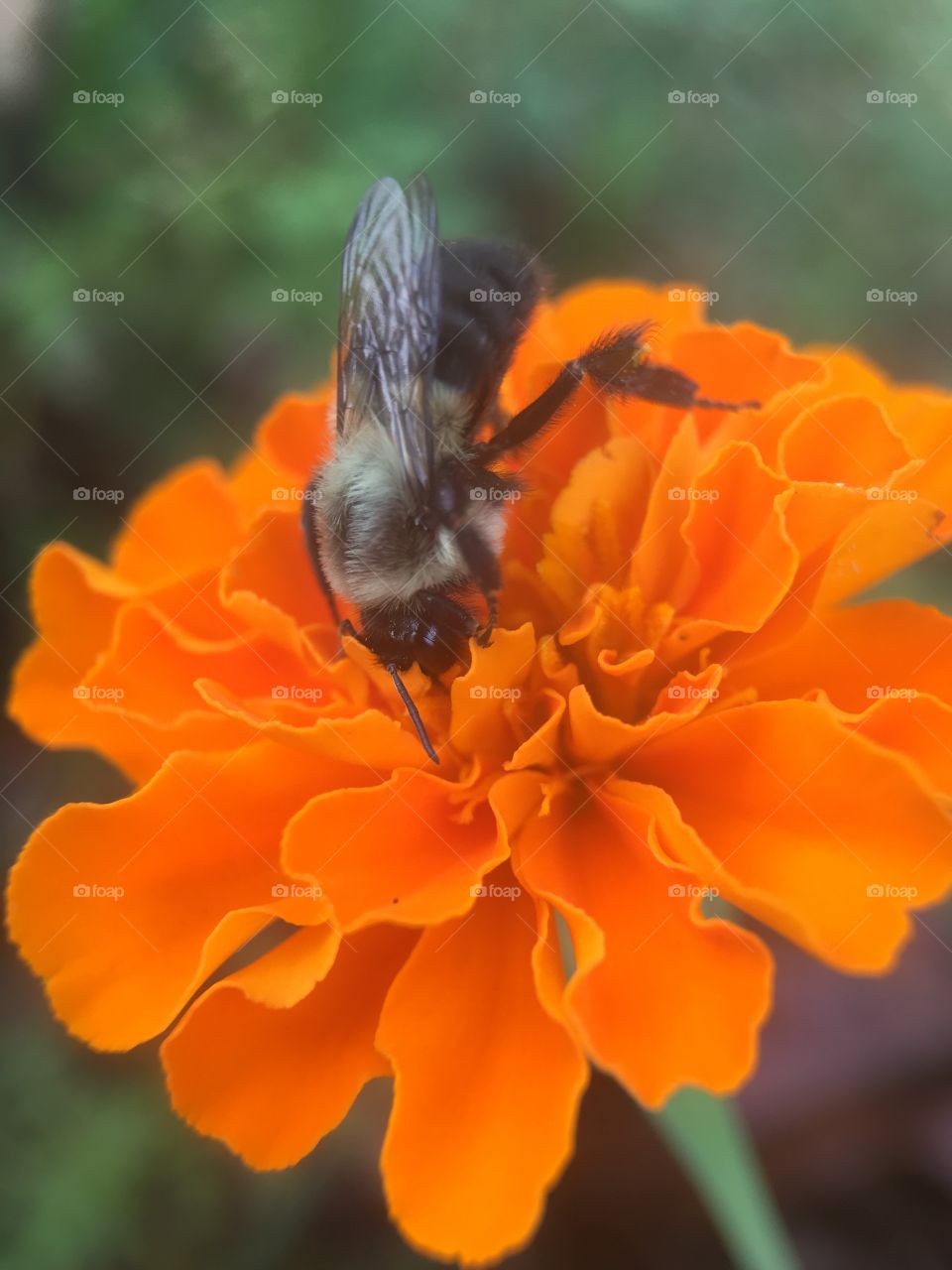 Bee sucking on honey