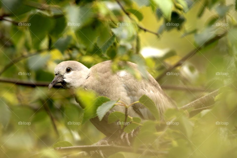 dove - he thought he would hide;)