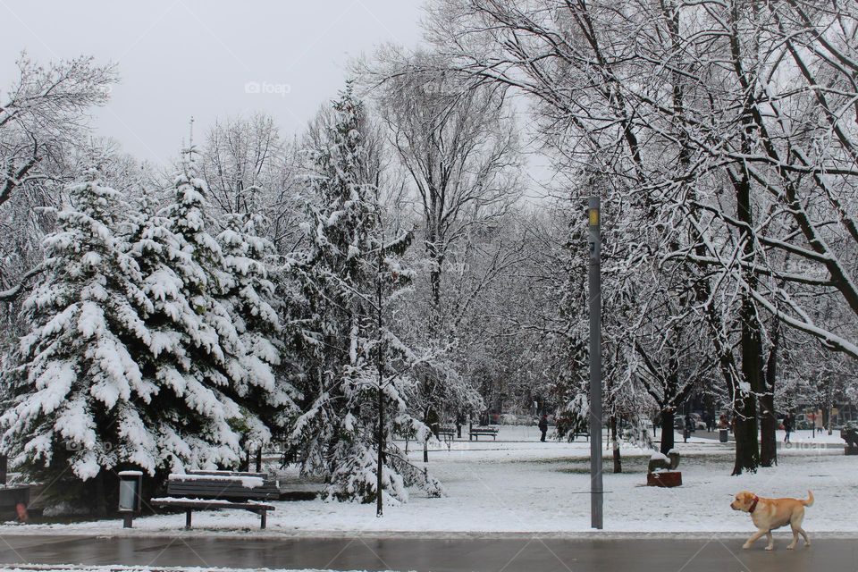 Winter snowy idyll in the city park.  The yellow dog enjoys a walk