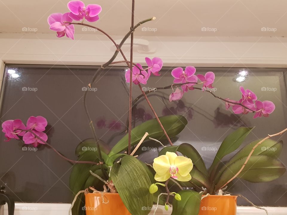 blooming orchids.