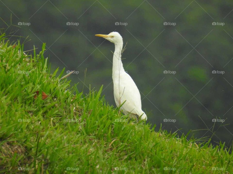 Lovely white crane standing on greeny grass