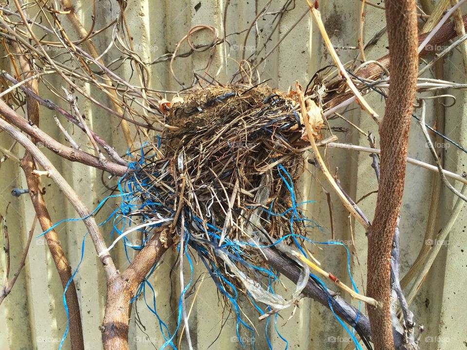 Bird's nest 