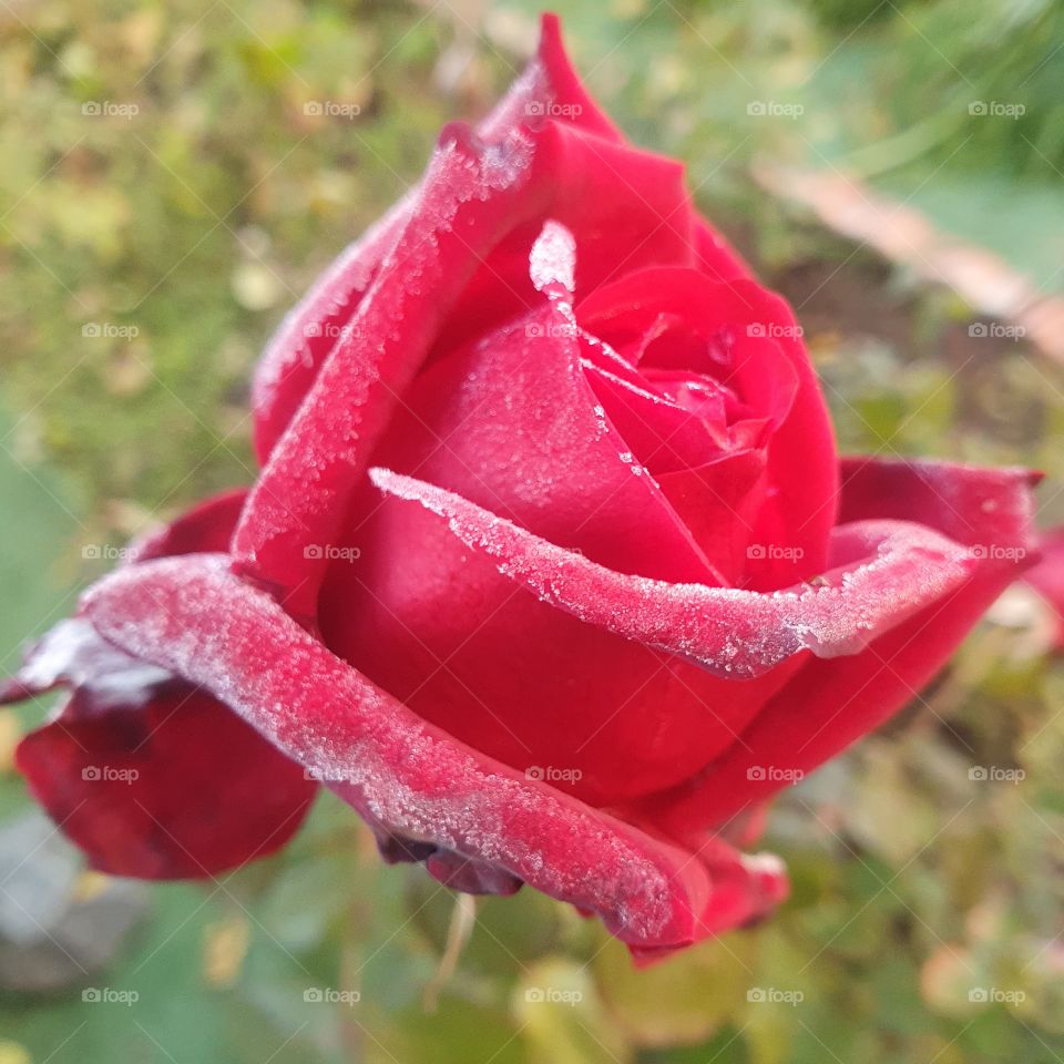 Rose in the cold