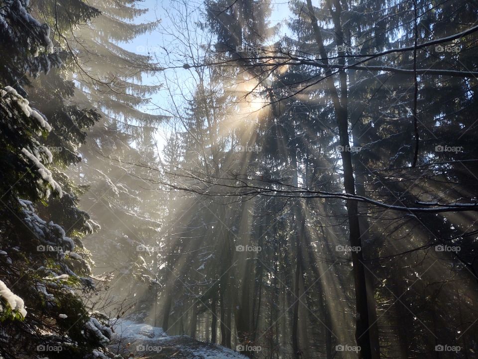 sumbeams in the misty forest