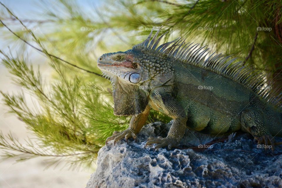 Island Tropical Lizard iguana