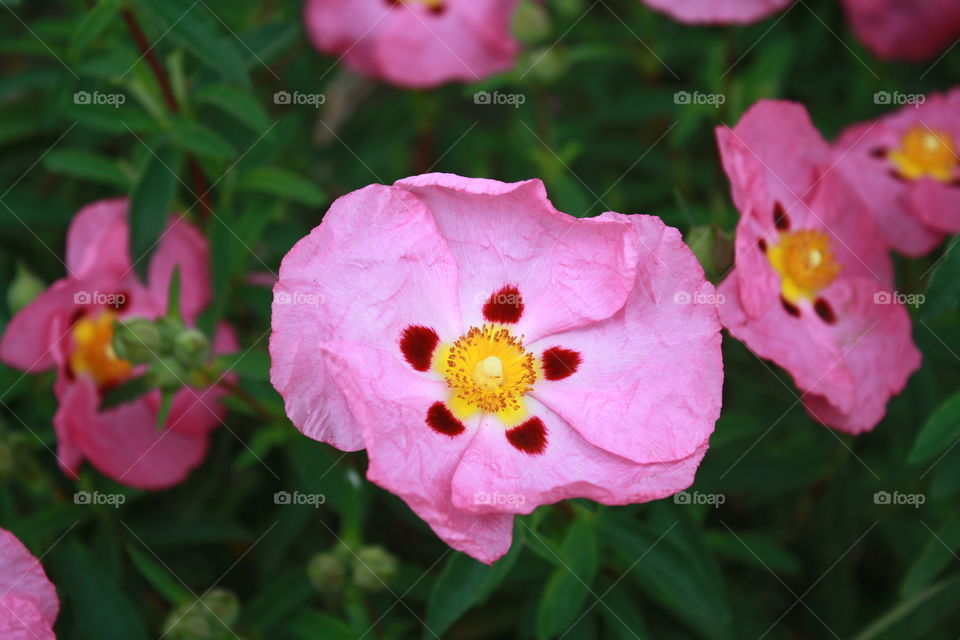 Closeup of Rose-Purple Blooms with Maroon Spots; (Also known as Purple Rock Rose or Cistus purpureus); photo taken on cloudy day
