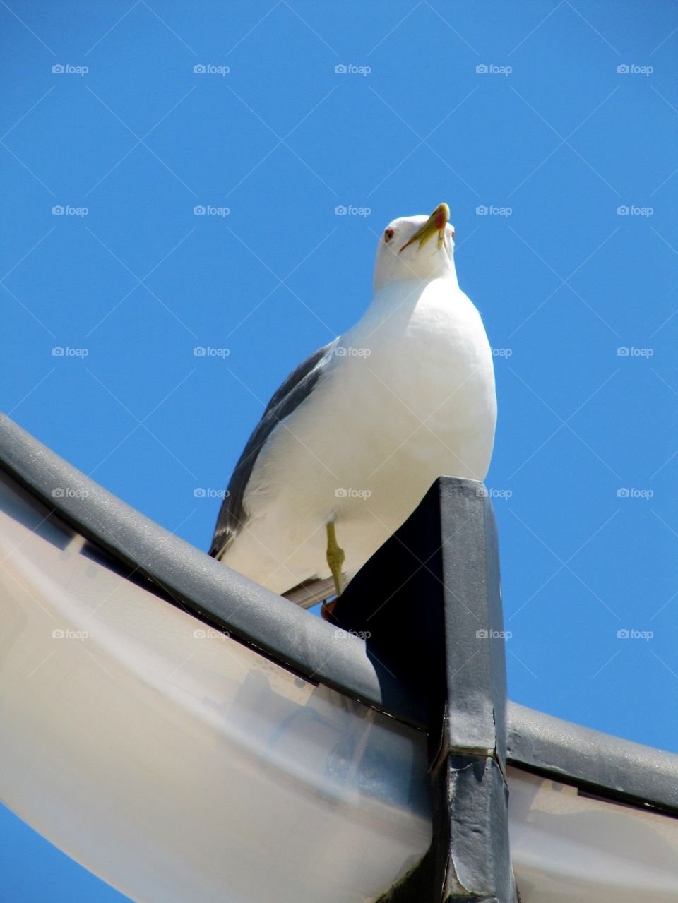 Seagull