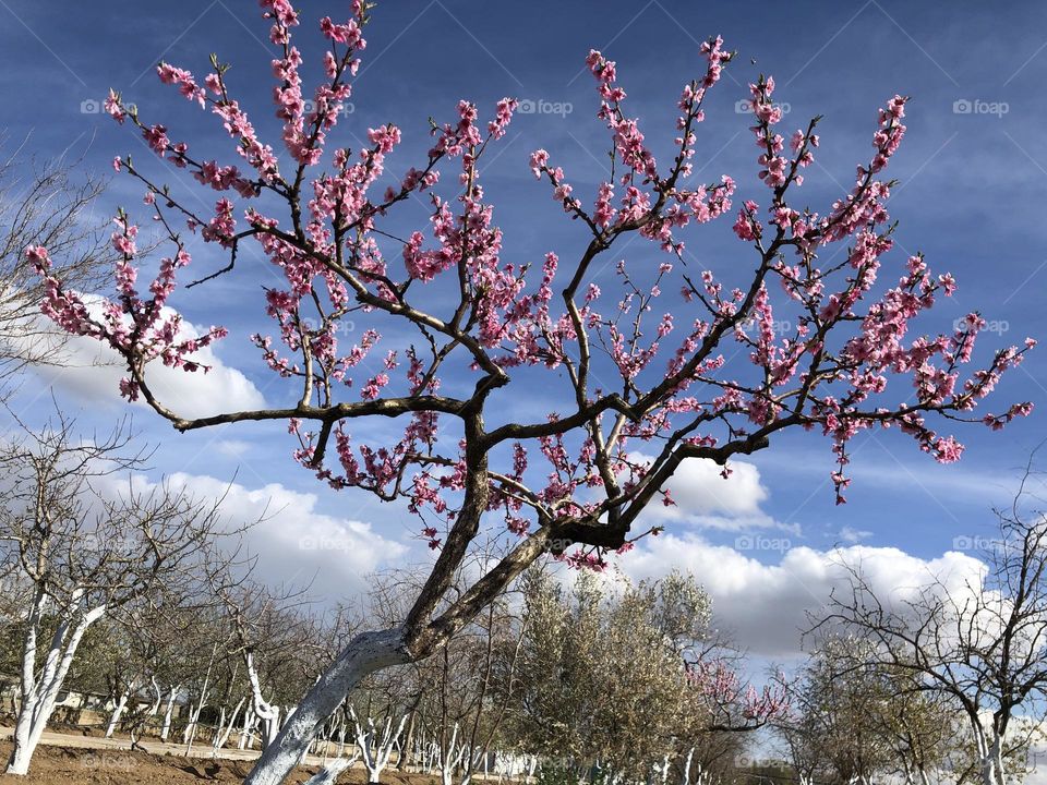 Paisaje de Primavera 