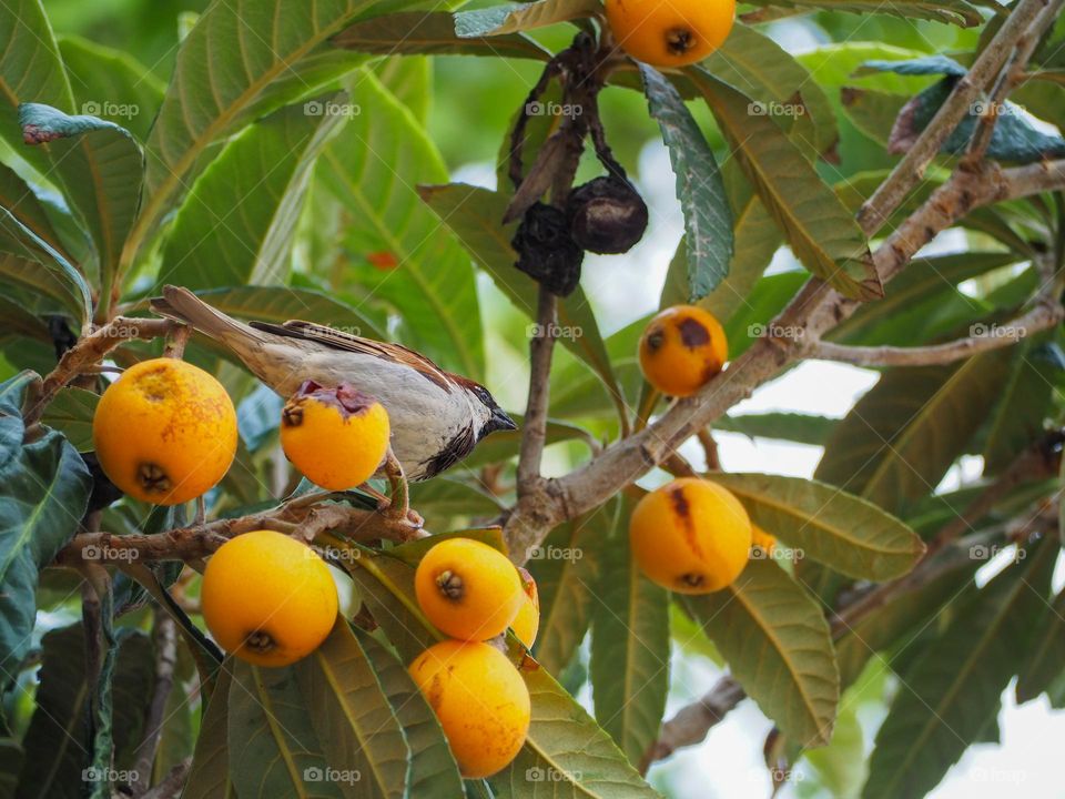 sparrow in fruit tree