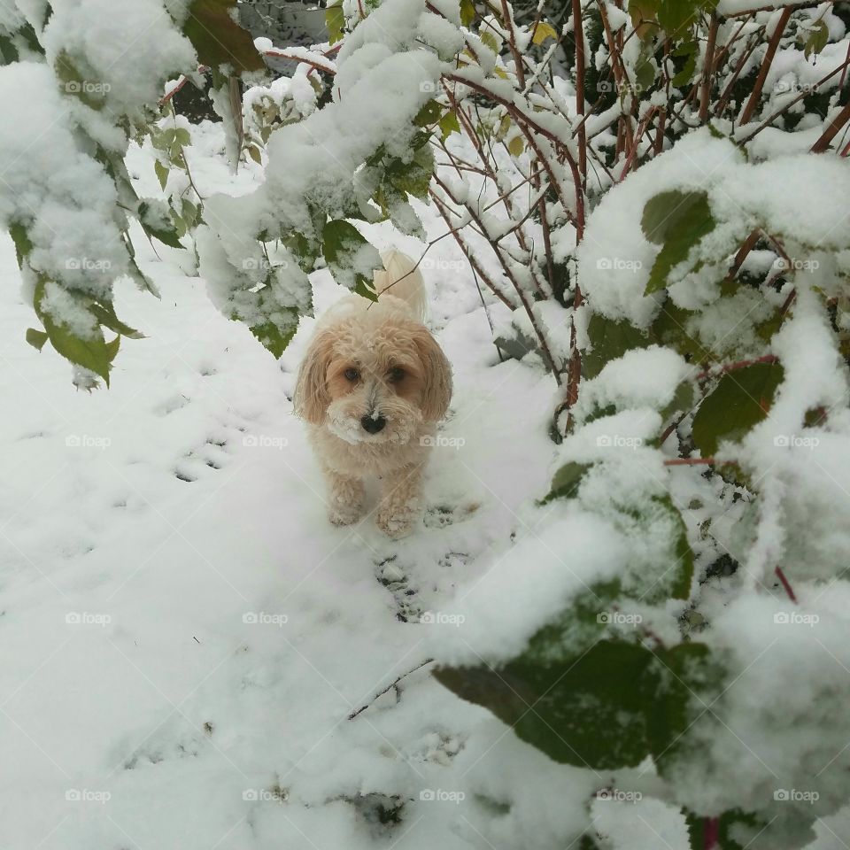 pup in snow