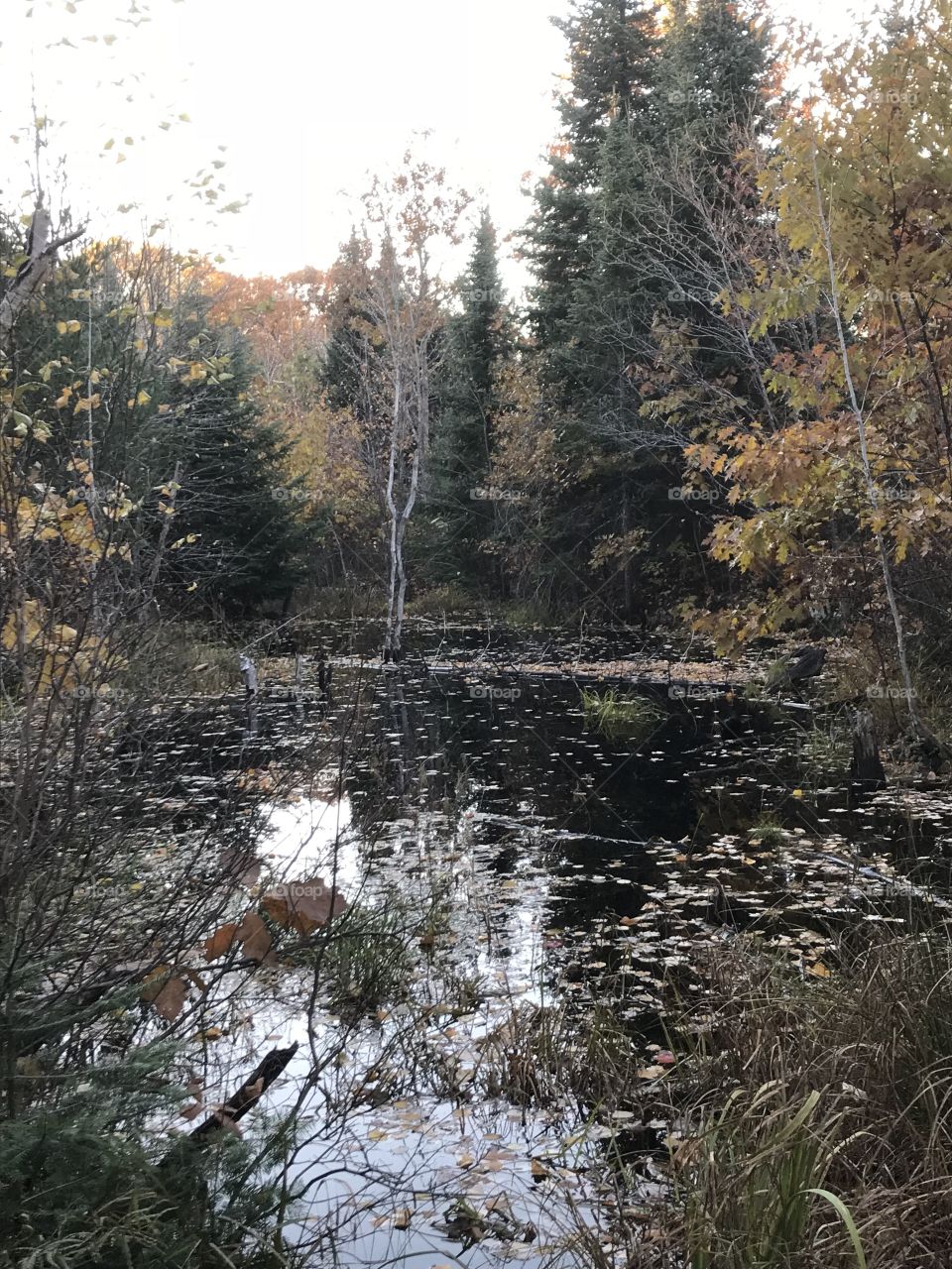 Fall picture of the pond