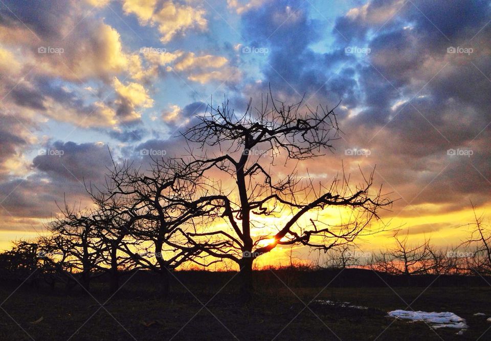 Sunset in the orchard