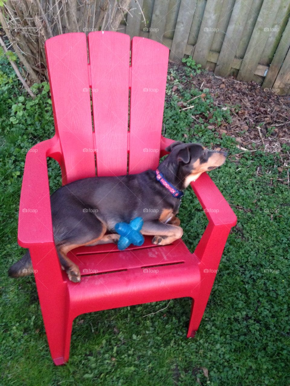 Cute dog sitting in master's red plastic garden patio chair with blue rubber chew toy.
