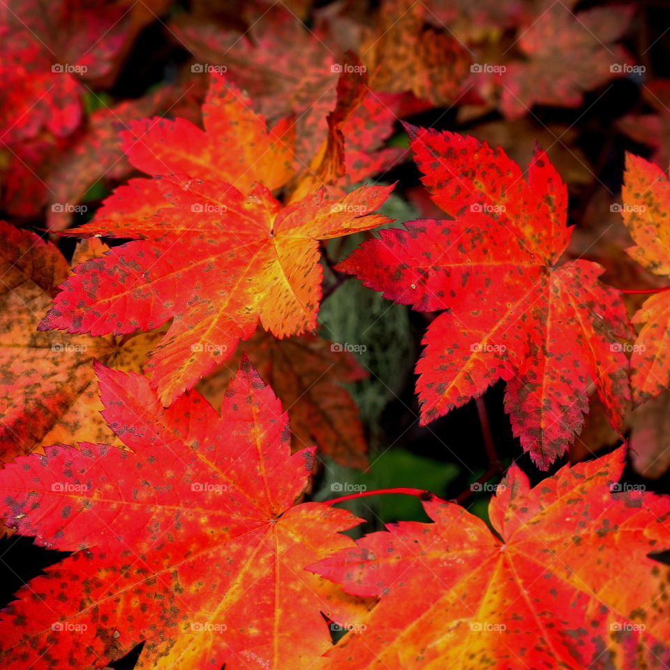 Fall colored leaves loaded with spots
