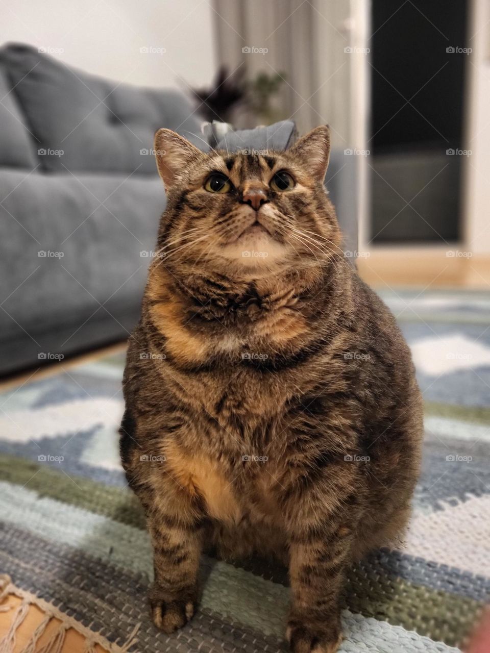 Ich bin ein Star  , meine süße Kätzchen