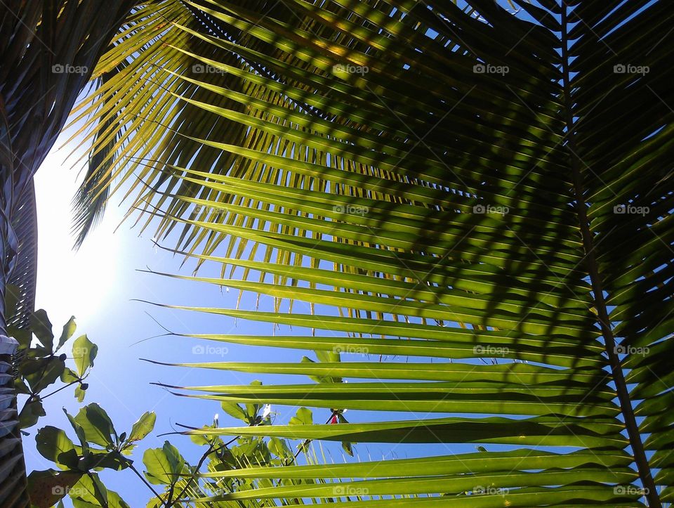 palms sky and Sun ray. look up to the sky under the palmtrees