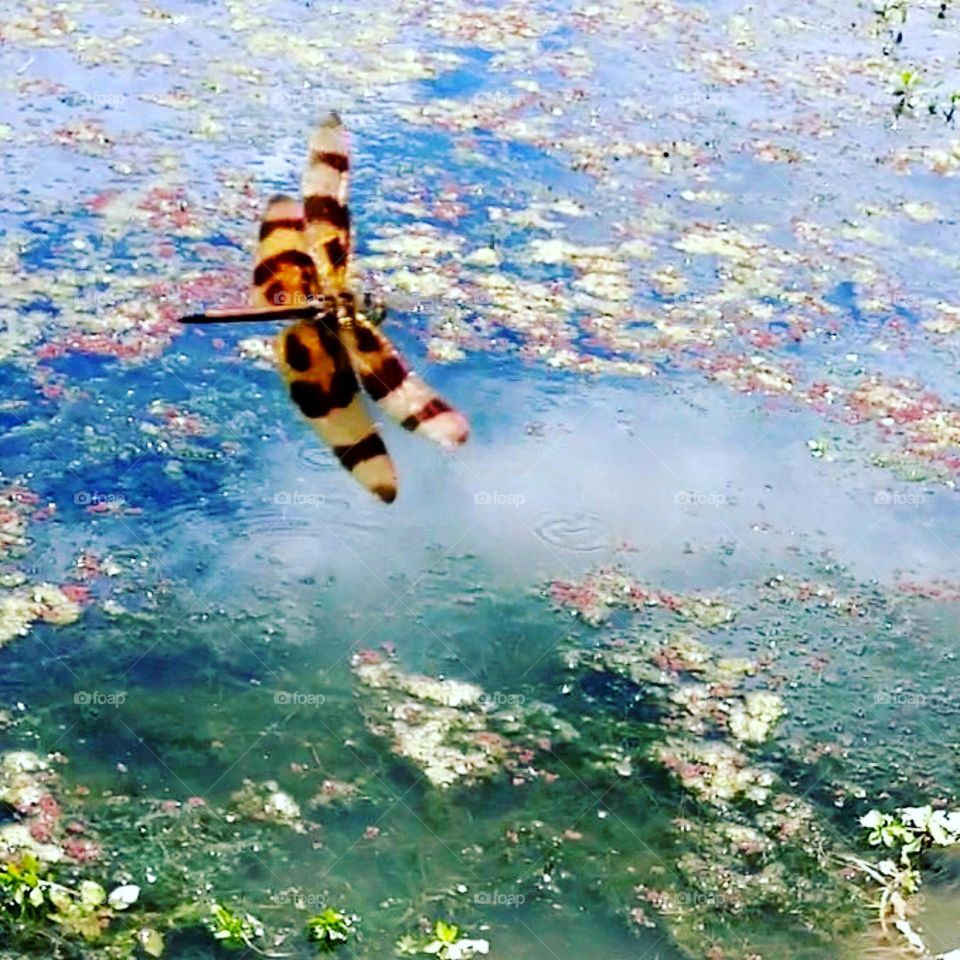 Halloween Pennant Dragonfly Over a Pond