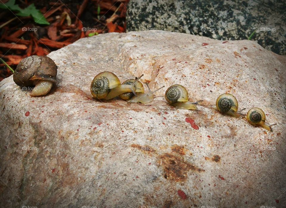 Snail Family.