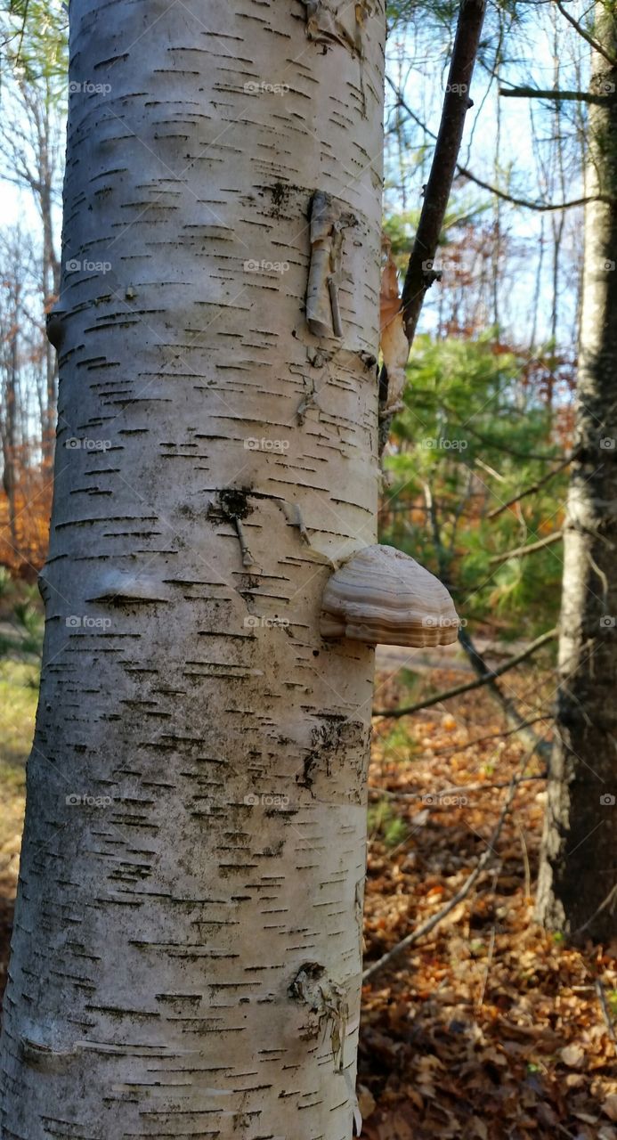 Birch in the U.P.