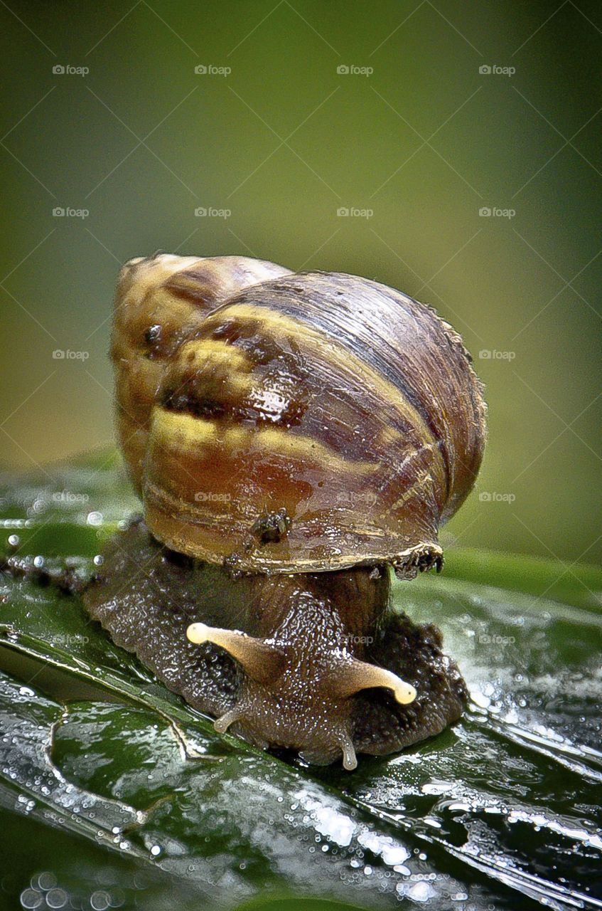 front snail