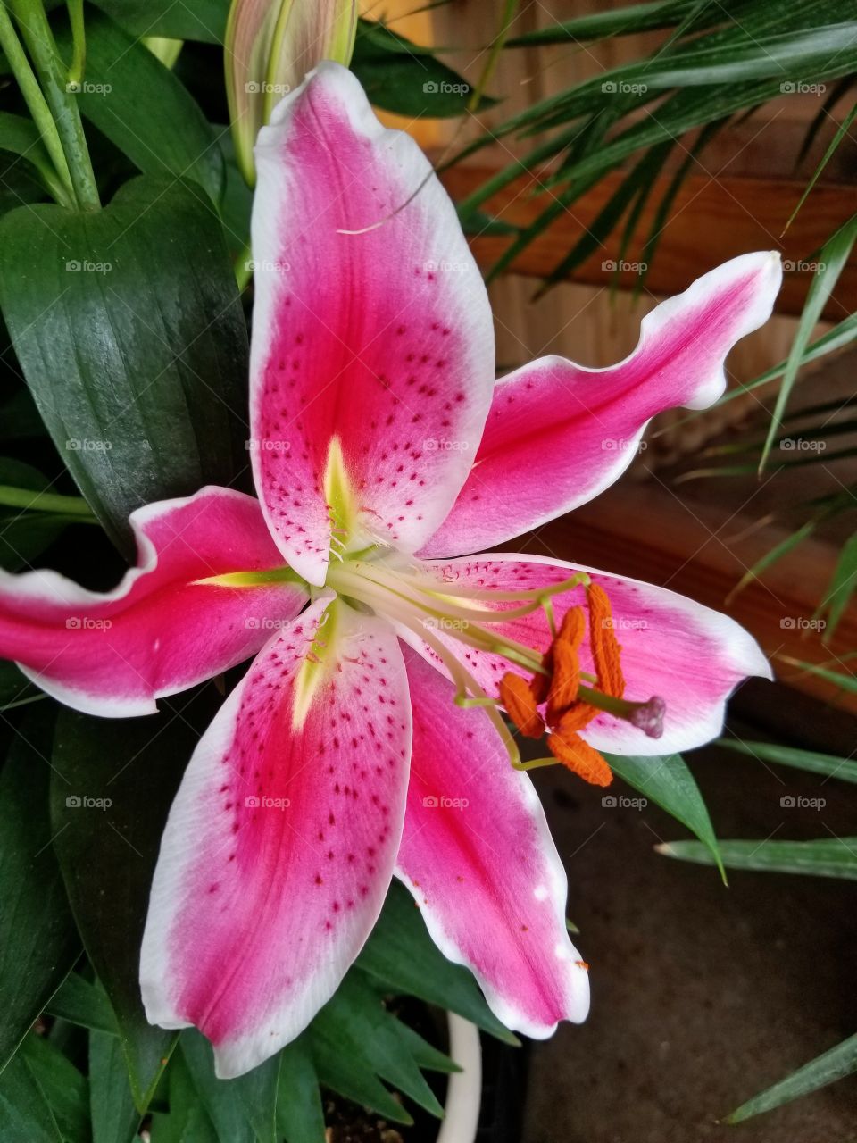 Tropical flower in full bloom