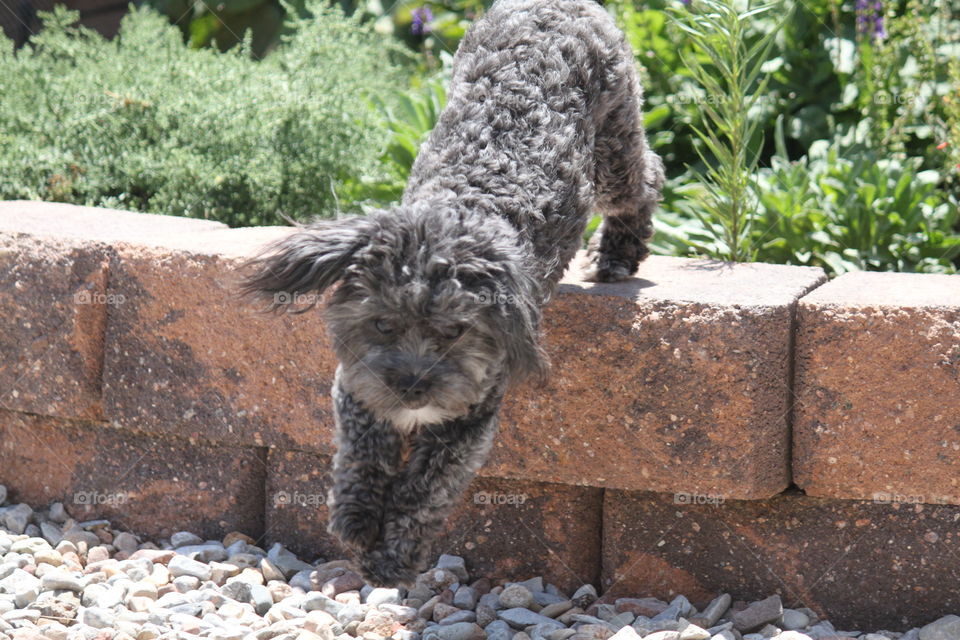 Dog jumping off bricks near garden