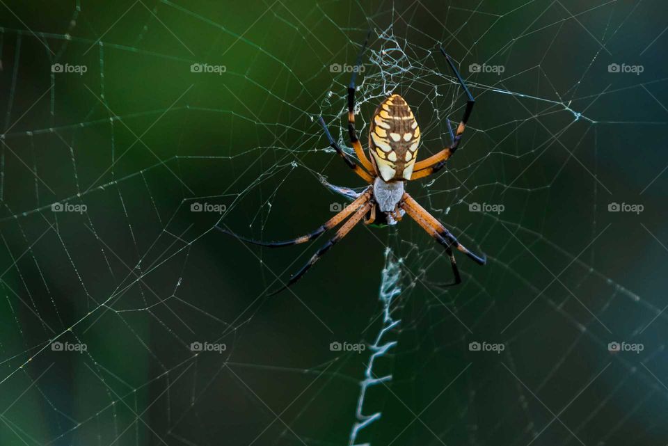 Close-up of cobweb with spider