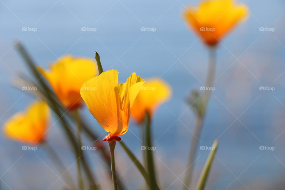 Close-up of yellow blooming flower