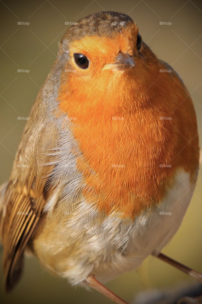 Robin