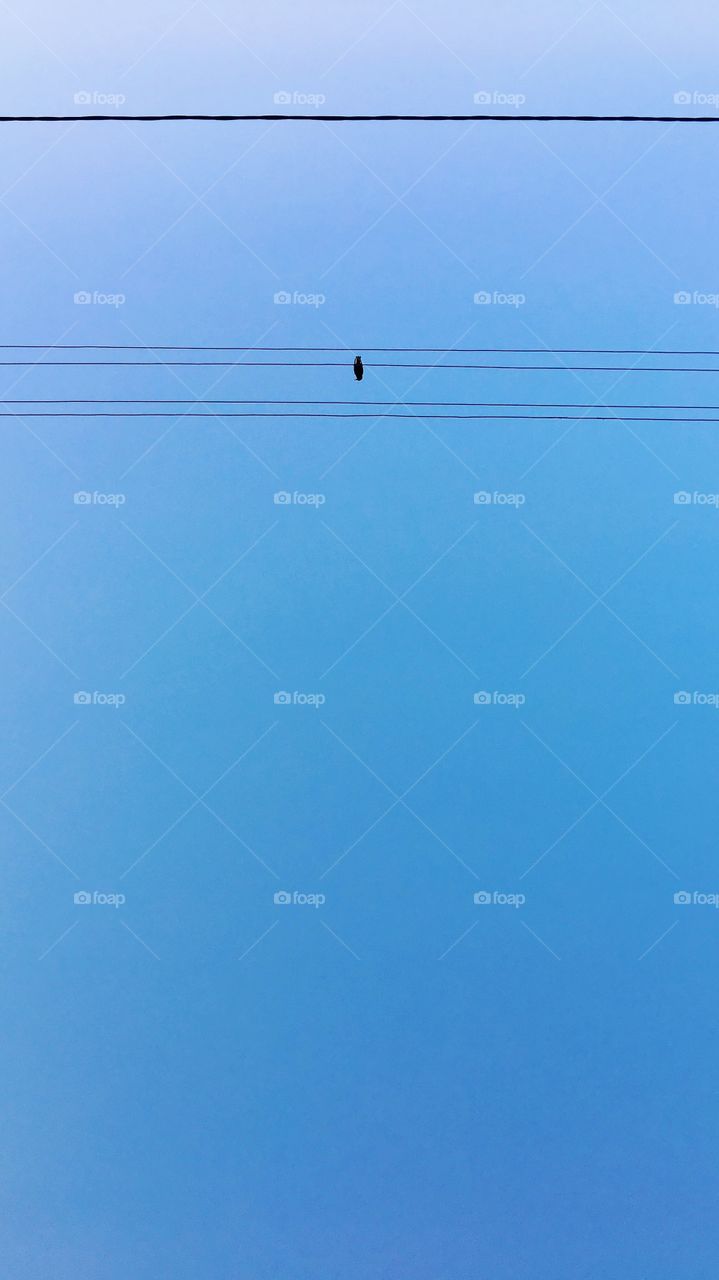 Bird sitting alone at the strings in the sky 