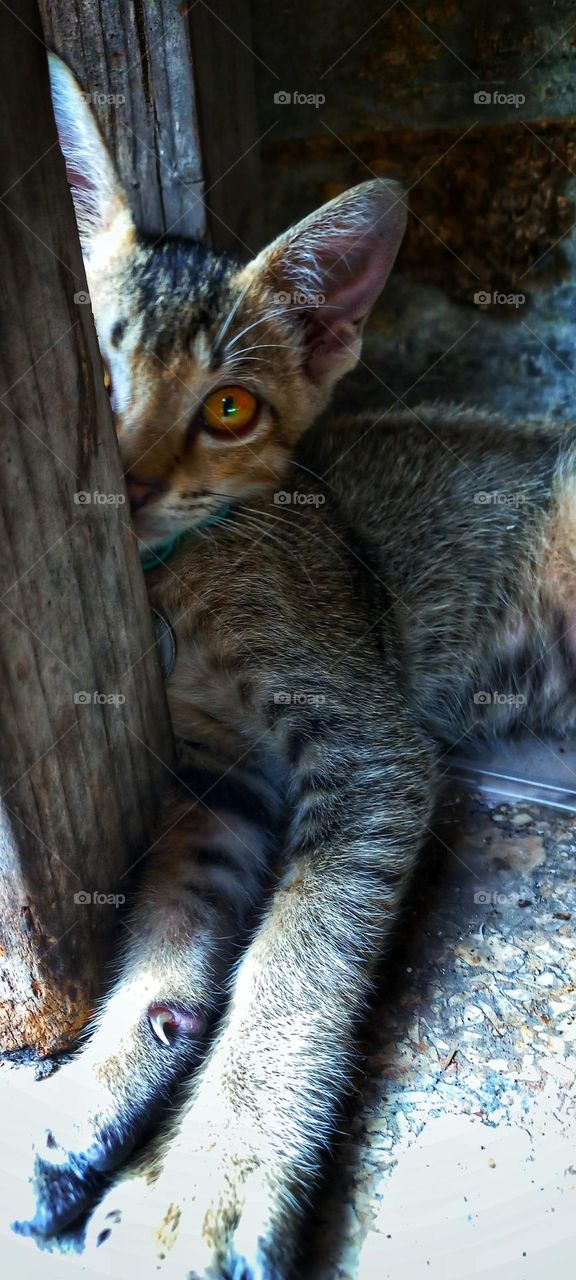 A cute kitten is under the corner of a wooden table