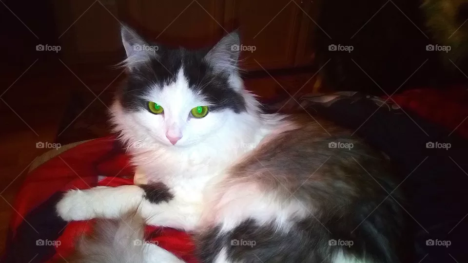 cat